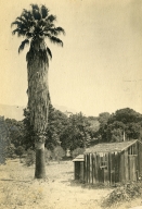 Santa Barbara Landscape