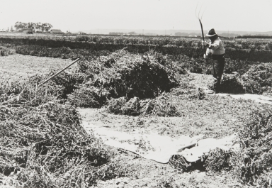 A Japanese employee threshing calendulas by hand at Burpee's Foradale Farms, Lompoc : 1939.