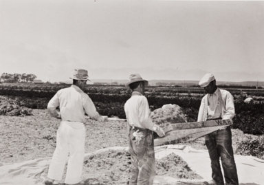 Japanese employees screening seed by hand for Burpee Seeds : Lompoc : 1939.