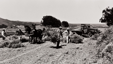 Japanese employees cutting and stacking sweet pea seeds at the Floradale Farms, grown by the Burpee Seed Company : 1939 ; mules were used in this operation until the 1950s.