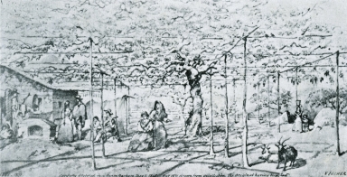 Vischer sketch of the Montecito Grapevine