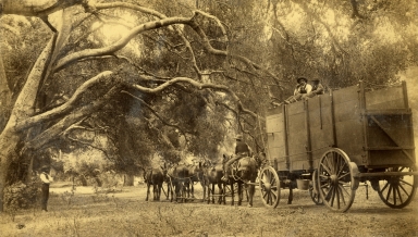 Wood Wagon at Tecolote Canyon