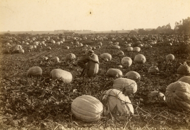 Pumpkins in Goleta