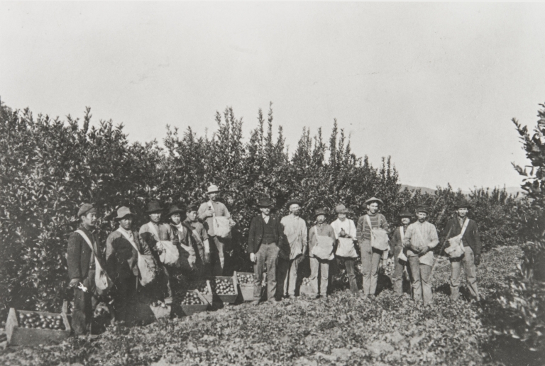 Fruit pickers, Blanchard Orchard, Santa Paula : about 1900.