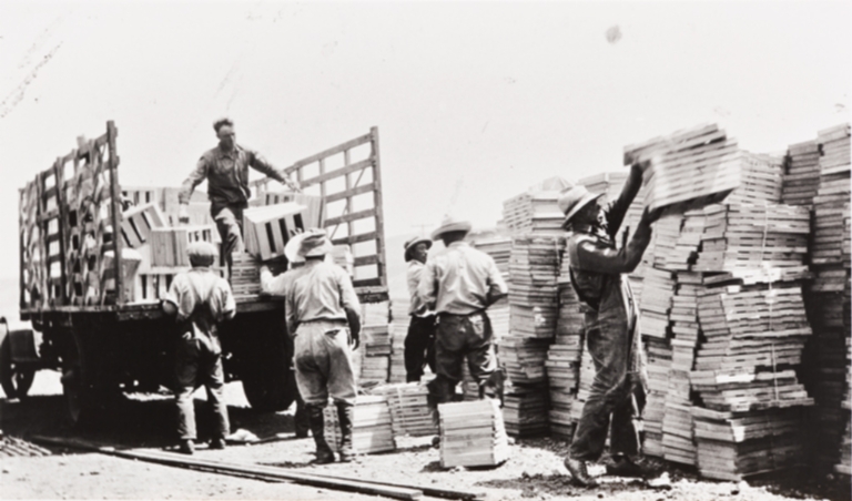 Filipino and Japanese farm workers loading pea crates : Nagano Farm, Morro Bay : 1925.