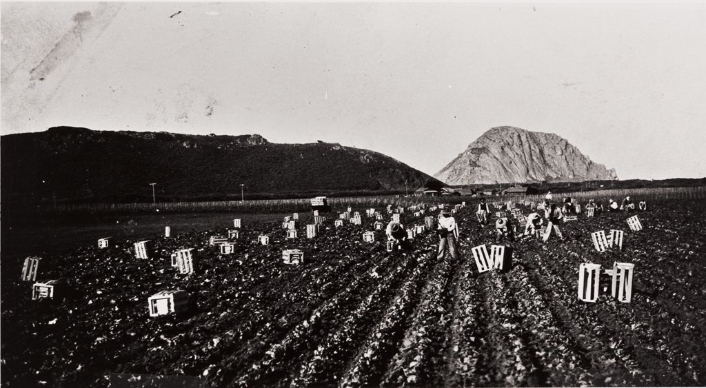 Filipino farm workers picking lettuce, Nagano Farm ; Morro Rock in background : about 1930 ; in 1931, Filipino farm workers went on strike and won a pay raise from 15 to 25 cents per hour ; during the strike, workers were brought from Mexico.